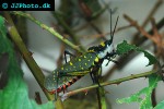 aularches miliaris   northern spotted grasshopper  