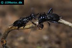 gryllus bimaculatus   black cricket  