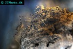 phaeophilacris bredoides   cave cricket  