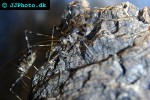 phaeophilacris bredoides   cave cricket  