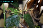 proscopia luceomaculata   stick grasshopper  