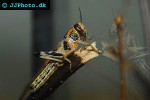 schistocerca gregaria   desert locust  
