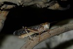 schistocerca gregaria   desert locust  
