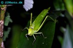stilpnochlora couloniana   giant katydid  