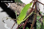 stilpnochlora couloniana   giant katydid  