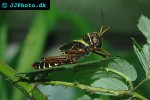 tropidacris collaris   giant grasshopper  
