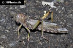 tropidacris collaris   giant grasshopper  