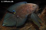 calloplesiops argus calloplesiops argus