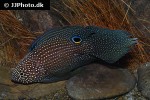 calloplesiops argus calloplesiops argus