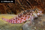 cirrhitichthys oxycephalus cirrhitichthys oxycephalus
