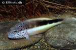 paracirrhites forsteri paracirrhites forsteri