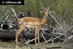 aepyceros melampus   impala  