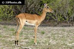 aepyceros melampus   impala  