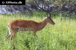 aepyceros melampus   impala  