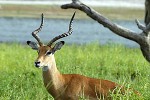 aepyceros melampus   impala  