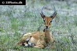 aepyceros melampus   impala  