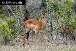 aepyceros melampus   impala  