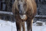 alces alces   moose  