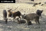 axis axis   chital deer  