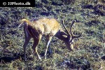 axis axis   chital deer  