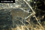 axis axis   chital deer  