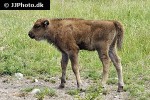 bison bonasus   european bison  