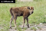 bison bonasus   european bison  