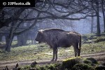 bison bonasus   european bison  