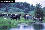 bos taurus   cattle  