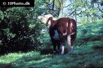 bos taurus   cattle  