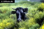 bos taurus   cattle  