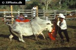 bos taurus   cattle  