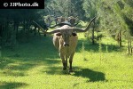 bos taurus   cattle  