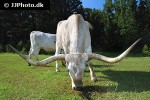 bos taurus   cattle  