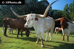 bos taurus   cattle  