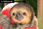 bradypus torquatus   maned sloth  