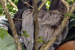 bradypus variegatus   brown throated sloth  