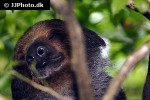 bradypus variegatus   brown throated sloth  