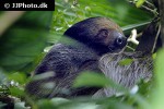 bradypus variegatus   brown throated sloth  