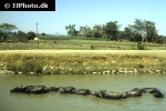 bubalus bubalis   asian water buffalo  