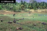 bubalus bubalis   asian water buffalo  