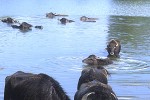 bubalus bubalis   asian water buffalo  