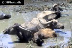 bubalus bubalis   asian water buffalo  