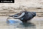 bubalus bubalis   asian water buffalo  