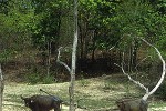 bubalus bubalis   asian water buffalo  