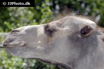 camelus bactrianus   bactrian camel  