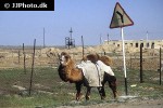 camelus bactrianus   bactrian camel  