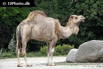 camelus dromedarius   dromedary  