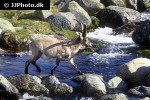 capra pyrenaica   iberian ibex  