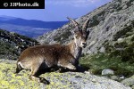 capra pyrenaica   iberian ibex  